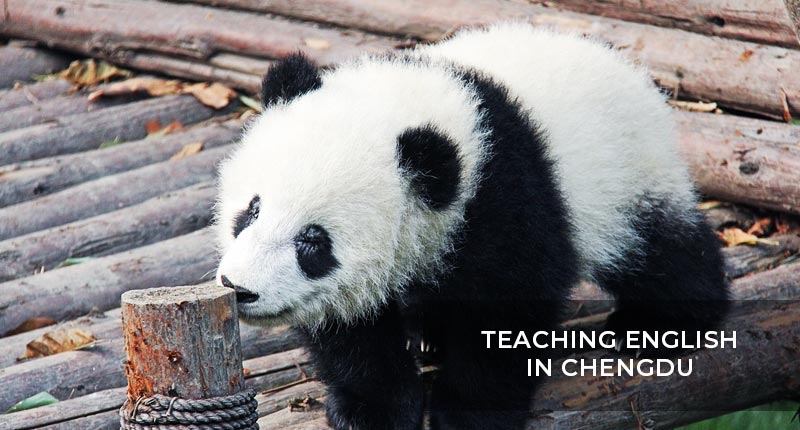 Teaching English in Chengdu Teaching English in Chengdu
