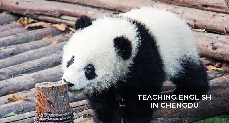 Teaching English in Chengdu